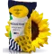 Насіння соняшника IS-Pro 521 Євросейм