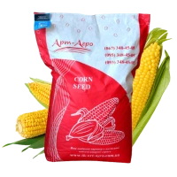 Насіння кукурудзи гібрид РУБЕН ФАО 300, Україна