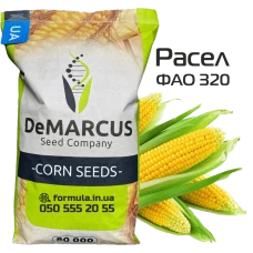 Насіння кукурудзи гібрид РАСЕЛ ФАО 320, Україна